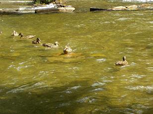 Ducks Float On The Nantahala River