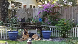 Backyard Railroad Pretty Purple Flowers